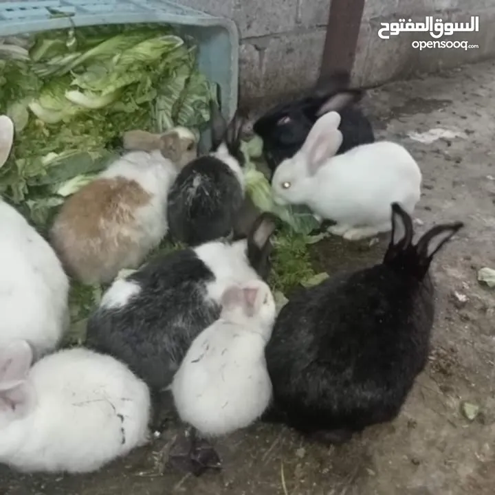 ارانب للبيع بسعر الكوم  لا يوجد مكالمات التواصل على الدردشه