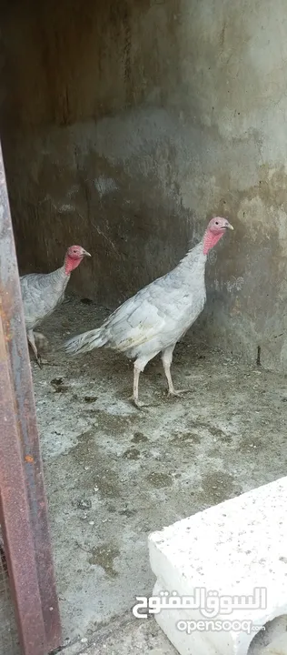 حبش ازرق للبيع