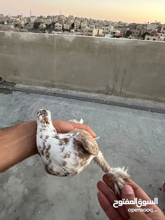 طيوور حمام للبيع بسعر مناسب تنظيف سطح