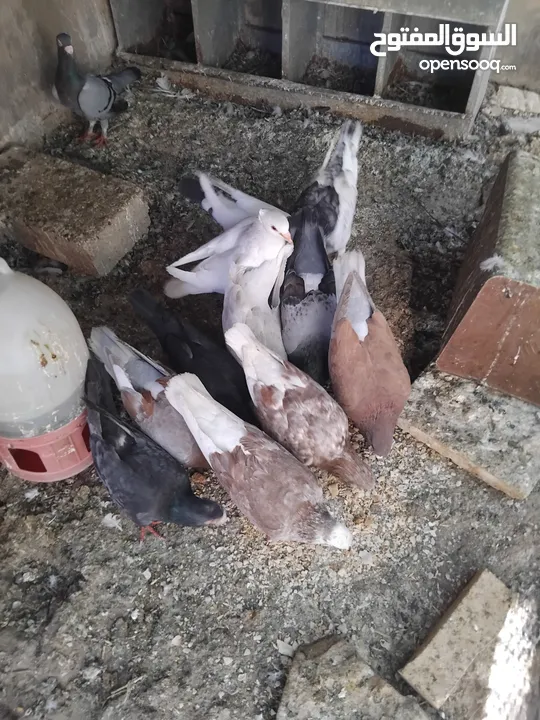 حمام احجام كبيرة للبيع لعدم التفرغ  ست جواز