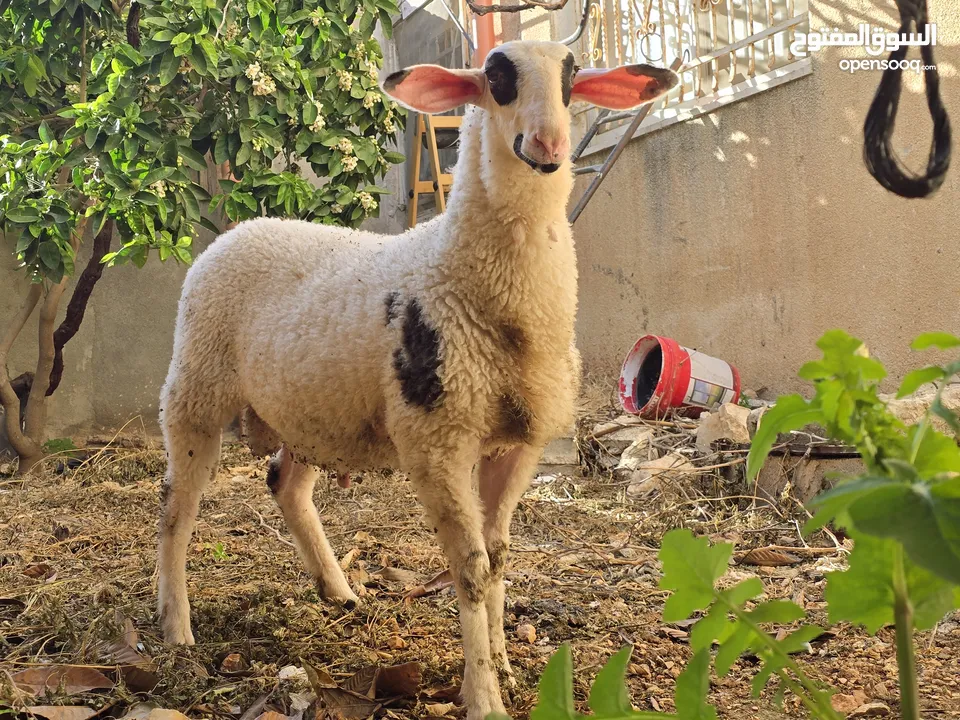 خروف نخب النخب