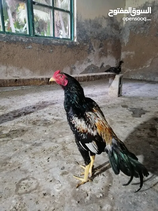 دجاج باكستاني ميوالي
