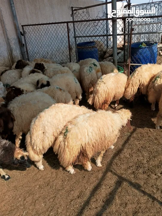 ذبيح للبيع طيبه سمان عزيمه ثلاجه خرفان طيبة هرفي جذع وتساب اتصال لتوصيل جميع مناطق قطر سوري بلدي