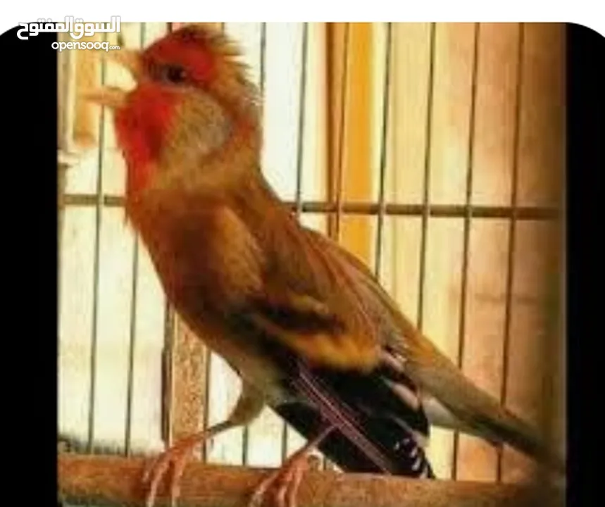 مطلوب بندوق حسون