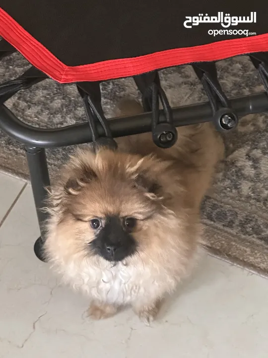 كلب بومرينيان انثى