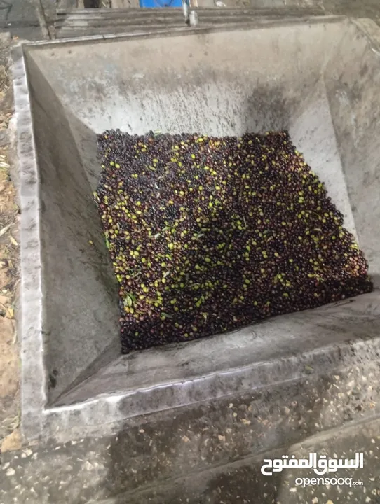 عَصْرَة الذهب الأخضر من جبال جنين زيت زيتون