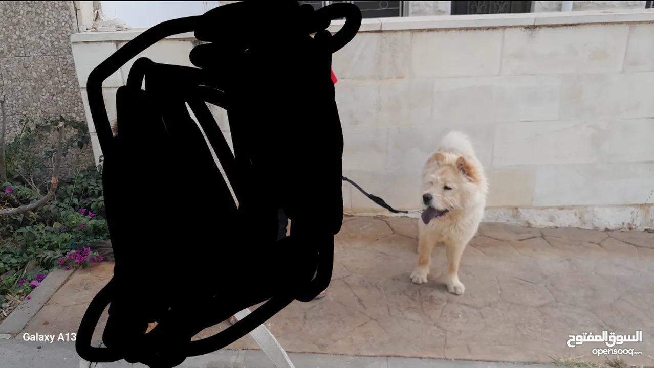 كلب تشاو تشاو للبيع عمان