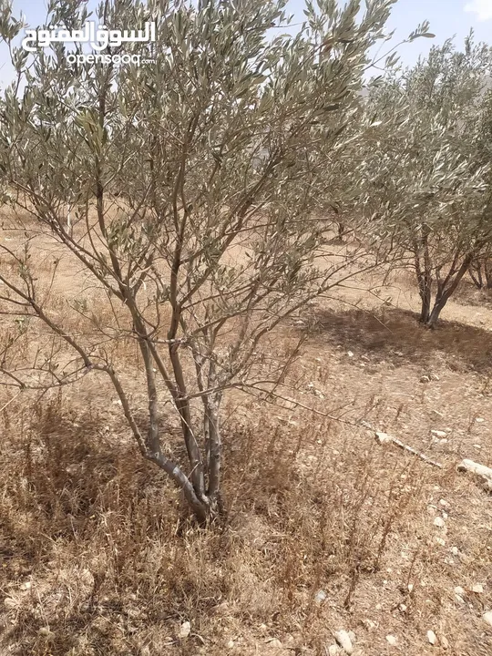بيع قطعة ارض