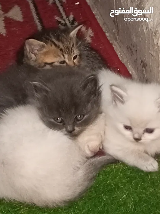 القطط الصغيره عمرهااا 2 شهرين ..القطط الكبيره عمرها 8شهور .. القط الاحمر سنه و3شهور