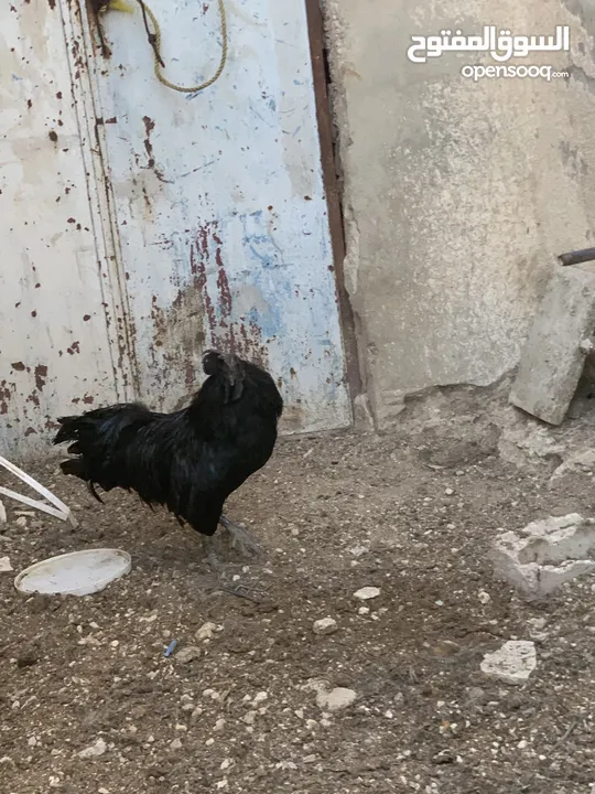 ديوك لمبرجيني و صيصان صحة و نظافة  بلدي للبيع