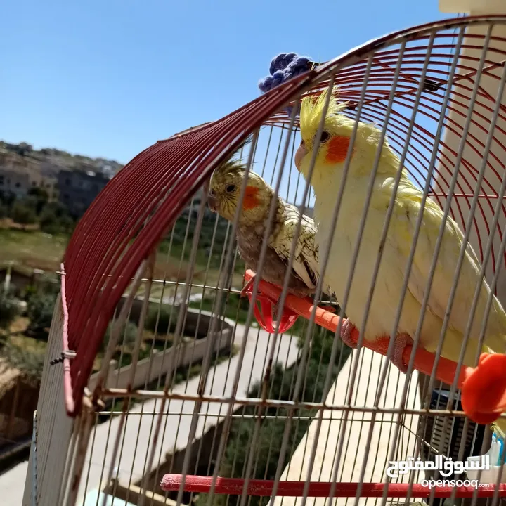عصافير كوكتيل للبيع حبات جامبو ونضيفه