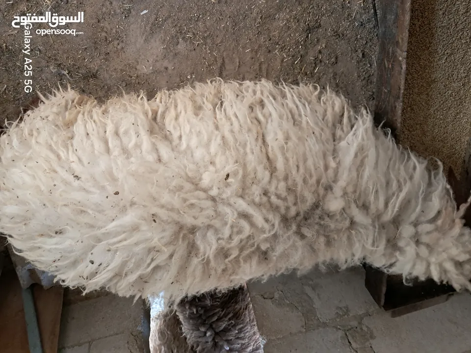 عبوره أسنان اللبن  للبيع  تنفع اضحيه او عقيقه او نذر