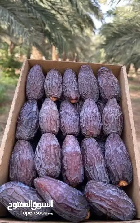 تمور للبيع من أراضي مزارع أريحا