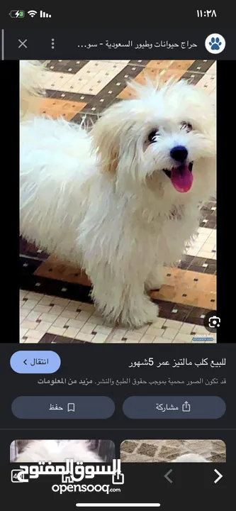 مطلوب كلب مالتيز بالجبيهة