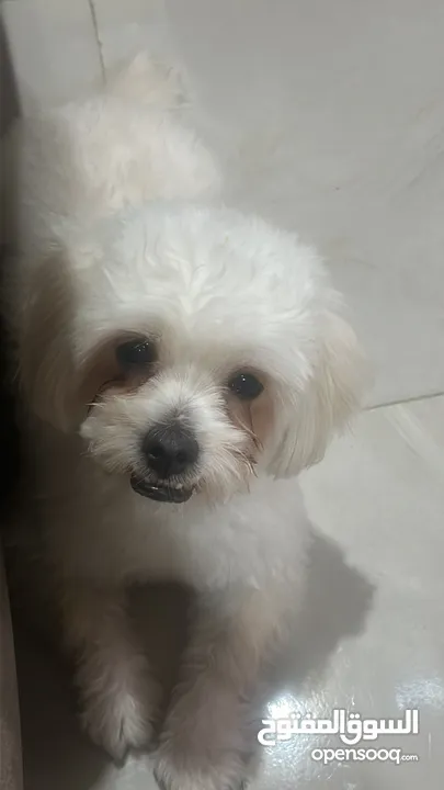 Maltese dog 1 year old for sale