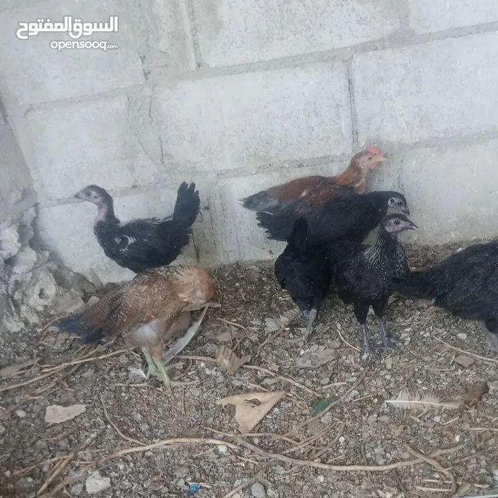 بسم الله فرخات نخب اول