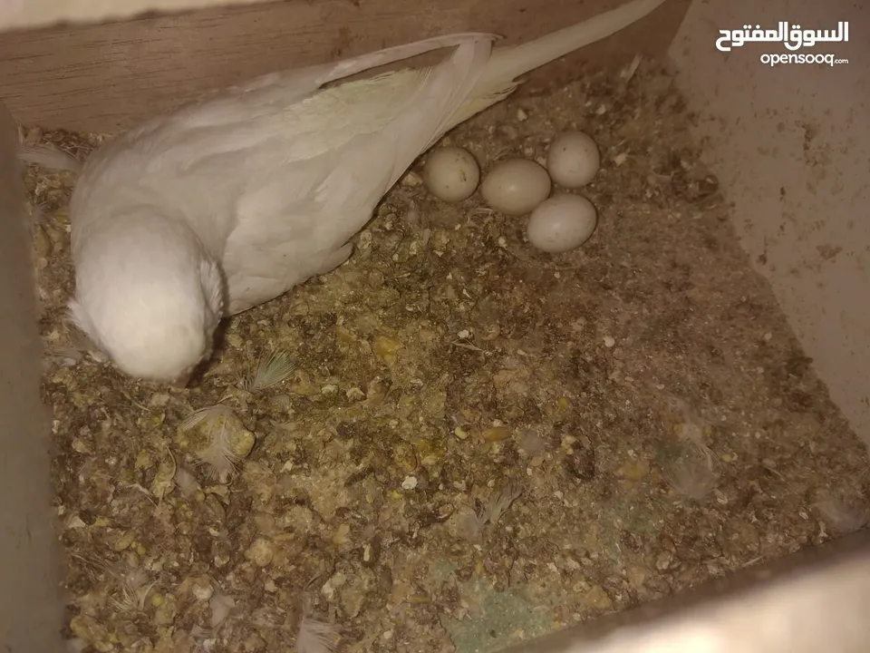 3 جواز حب شغالات مع بيض وفراخ مقفصات