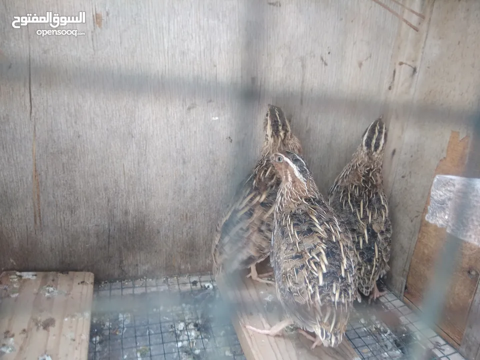 Japanese quail pair for sale