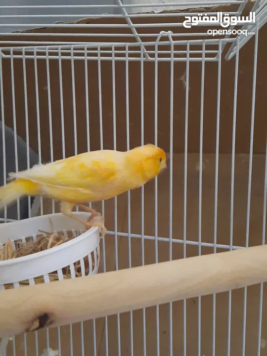 Healthy canary with eggs pair 4 sale + separate cage