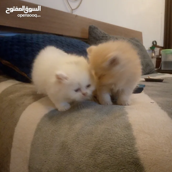 قطط شيرازي للبيع Persian cats for sale