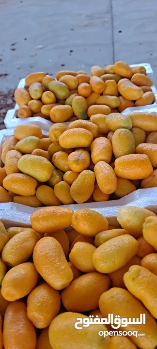 برتقال ملكي  مزارع الامير فهد بن سلطان