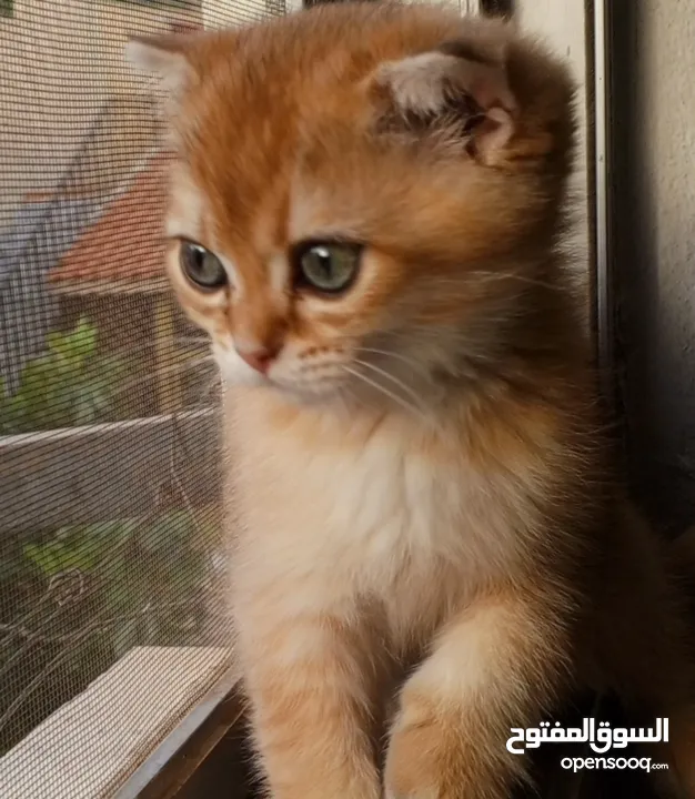 سكوتش جوادن فولد ذكر Ny11