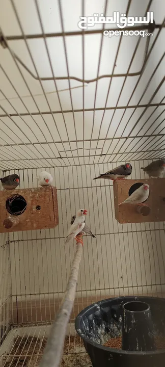 zebra finches+white finches