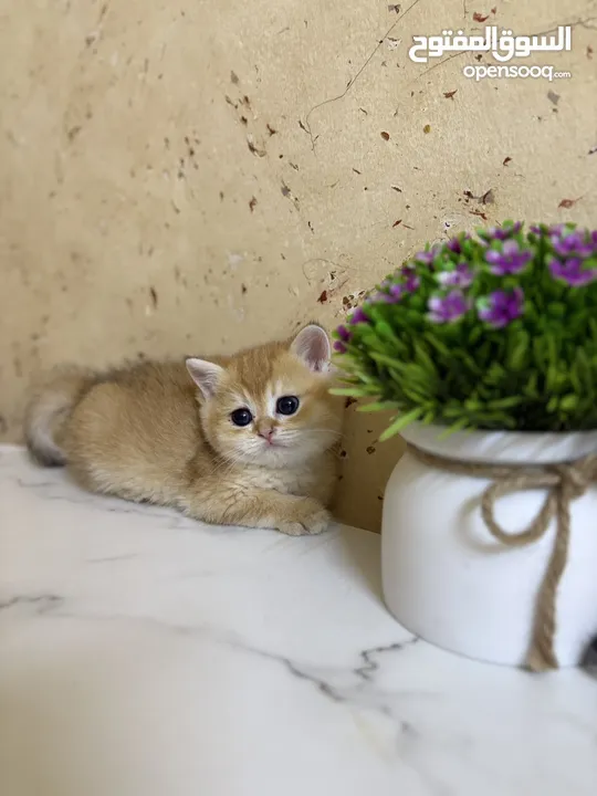 سكوتش برتش جولد ny12وny11