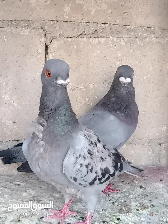 جواز الكوم عل 13 اجوز القطع كل اشي بسعرو