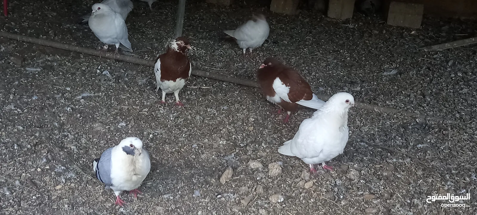 جواز حمام شغاله  للبيع  الكوم  17 حبه سعر الحبه دينارين من الاخر