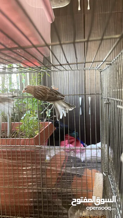 طيور للبيع