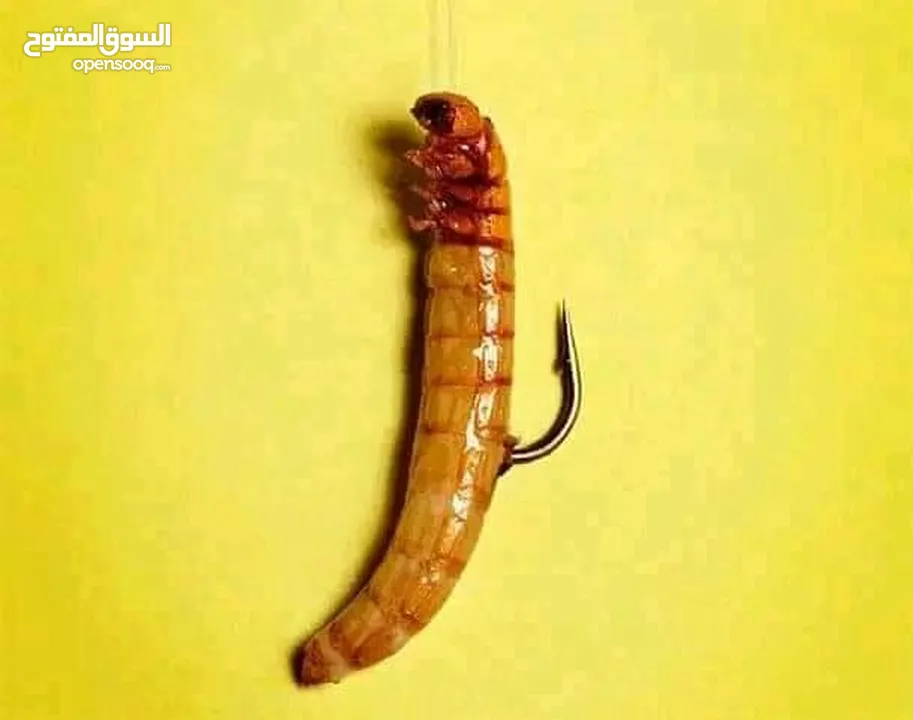 يرقات دود القبابي حي ميلوورم mealworm غذاء ممتاز بروتين حيواني لا يسبب التشحيم للطيور والاسمام
