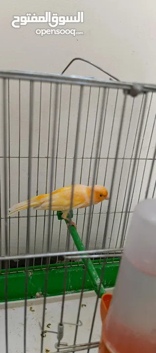 الله يبارك ل صاحب النصيب