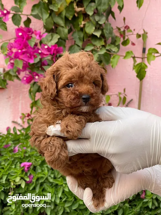 Toy Poodle Puppies for sale in Cairo Egypt  جراوي توي بوودل  متاحة للبيع في القاهرة مصر