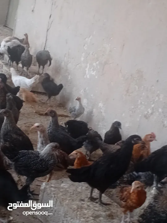 فراخ بلدي عمر شهرين ونص مطعمات جميع التطعيمات اي بي ولقاح ونيونكسل