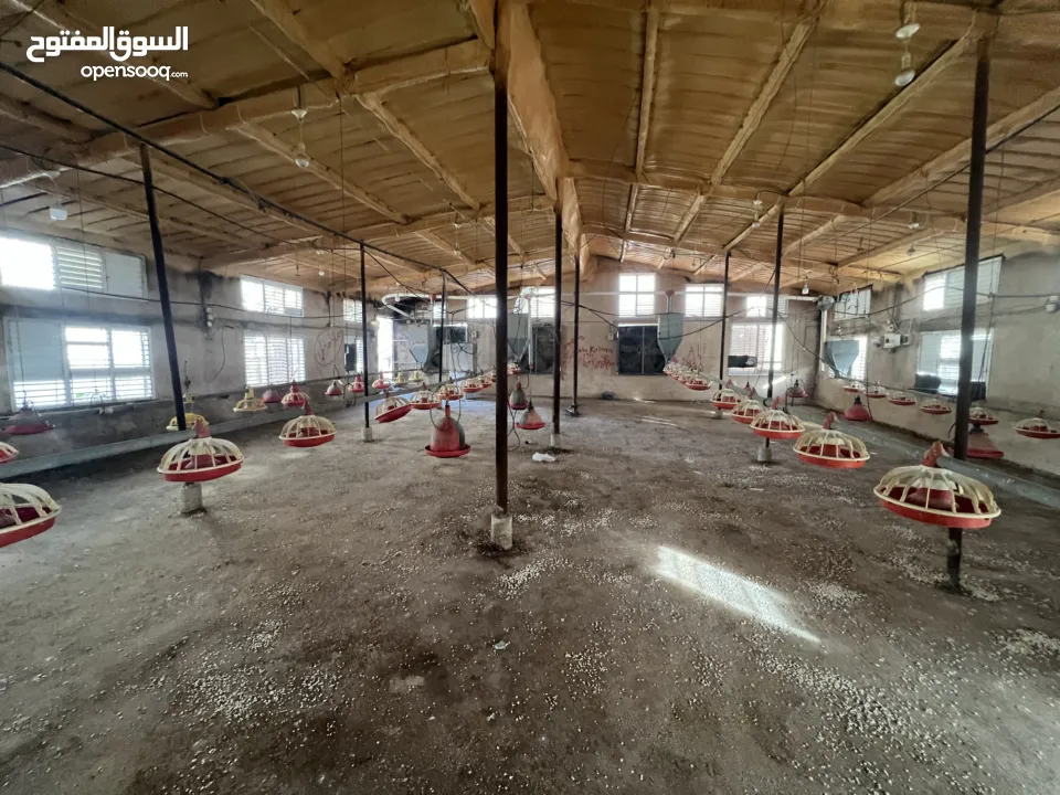 مشروع دواجن متكامل وجاهز للإنتاج – ليس مجرد أرض