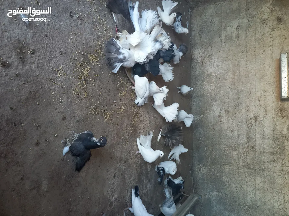 طيور حمام هزاز وكرينقوا