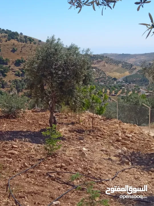 مزرعة للبيع من اراضي غرب عمان  منطقة البصة (ابو السوس ) للبيع بسعر مغري