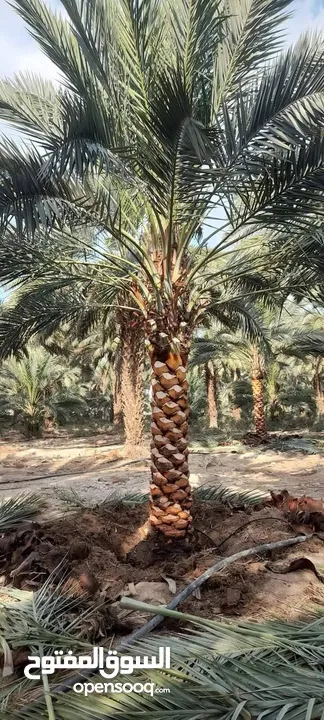جميع أنواع النخيل