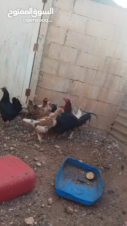 11 جاجه وديك نخب النخب