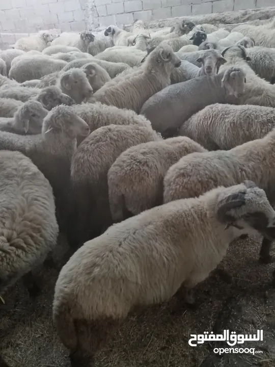 بفضل الله يتوفر لدينا خاروف روماني + خاروف بلدي +عبور بلدي   جميع الوزان