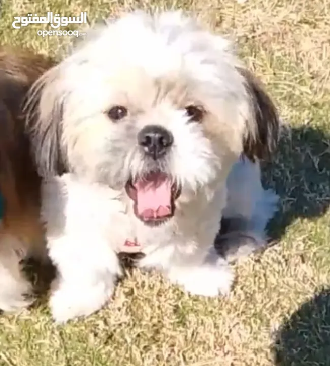 I required Male dog For marriage With a female For me Provided it is original Shih Tzu