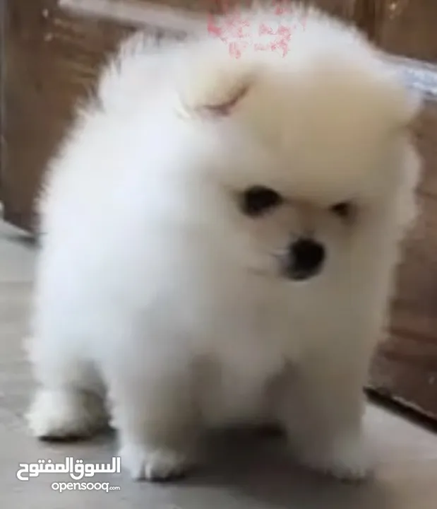 كلب بومرنيان