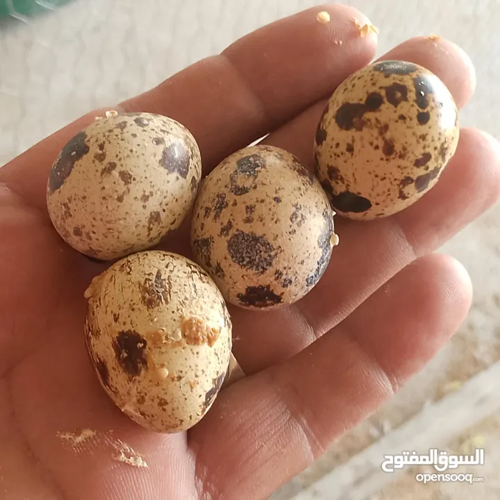 فربات للبيع ....