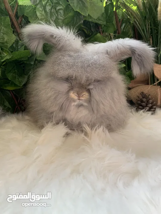 أرنب انقلش انقورا والقزم وهولاند لوب و هوتوت - English Angora ,Dwarf,Holland lop & Hotot