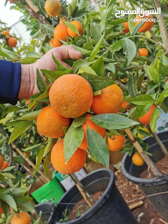 جميع أصناف الفواكة والحمضيات والزيتون ( بلدي ومستورد )