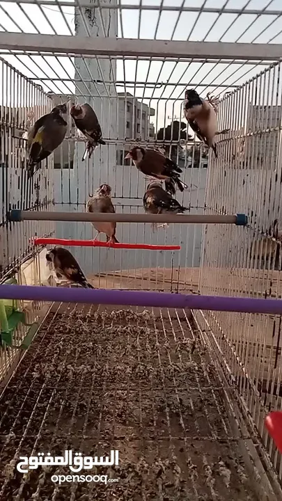 حساسين وكنارات نخب اول مقنوة صحة ونضافة