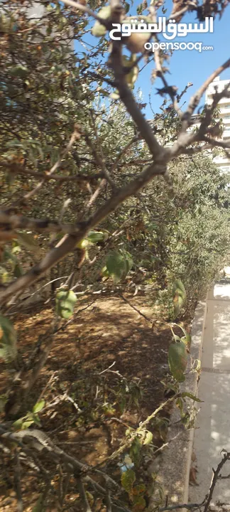 للايجار بيت مستقل البيره بجانب الهلال الاحمر