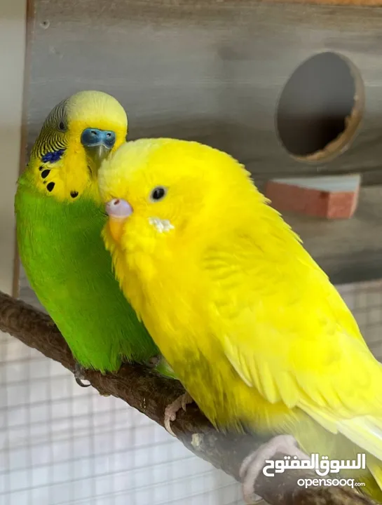 3 أزواج طيور حب جاهزات