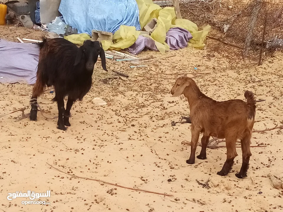 عنز تحتها عناق عمرها شهر ونص سنها ثنية